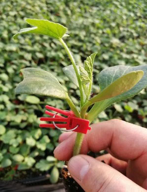 睢宁哪有育嫁接西瓜苗,新沂甜王\美都西瓜苗育苗厂